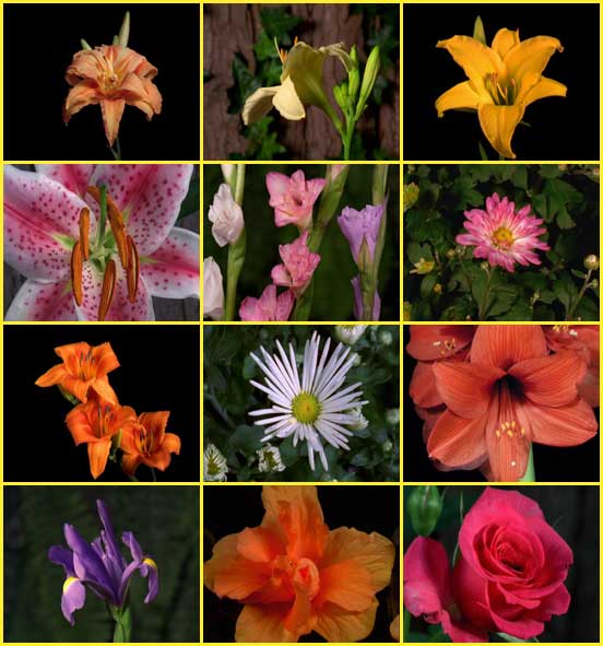Коллекция красивых распускающихся цветов: розы, гладиолусы, ромашки и т.д